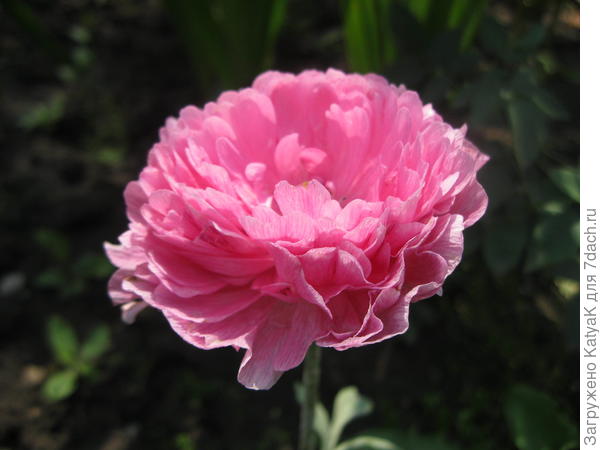 ранункулюс для именинницы