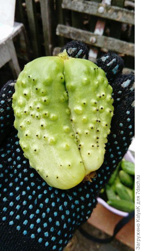 Сиамские близнецы