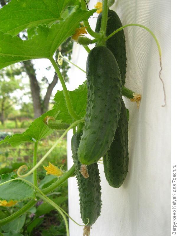 Кураж. Побег из теплицы