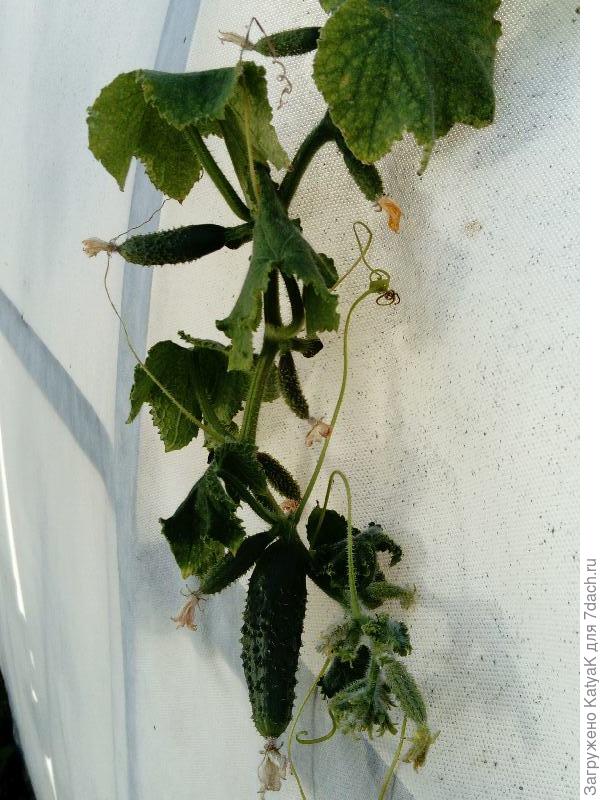 Кураж ещё порадует