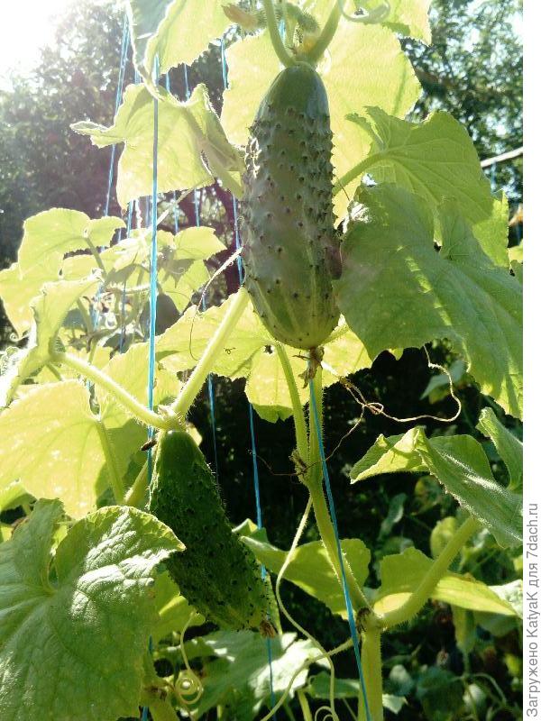 Мурашка в грунте