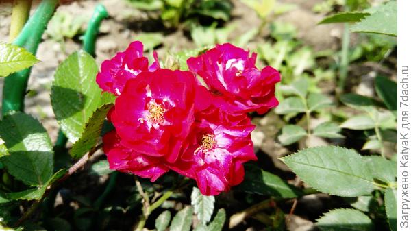 Малышка иониум