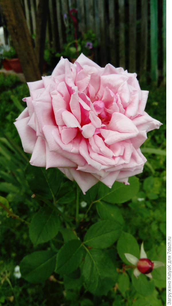 Квин Элизабет