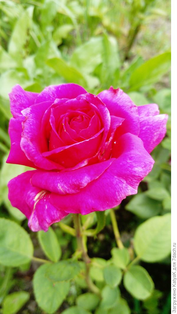 Розочка победителям