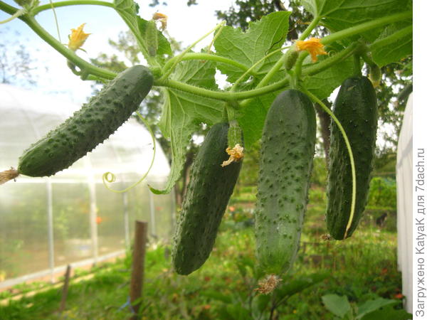 Замаскировался под Новогоднюю гирлянду