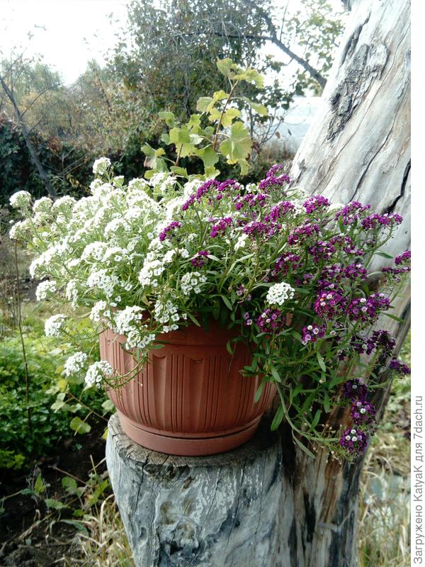 Осенние красавцы