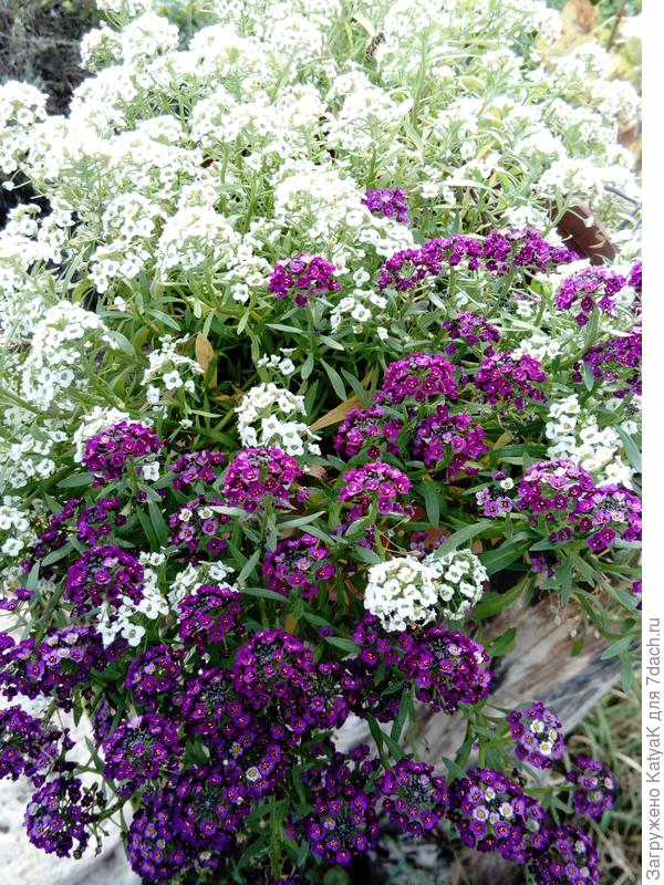 алиссум пышно цветет