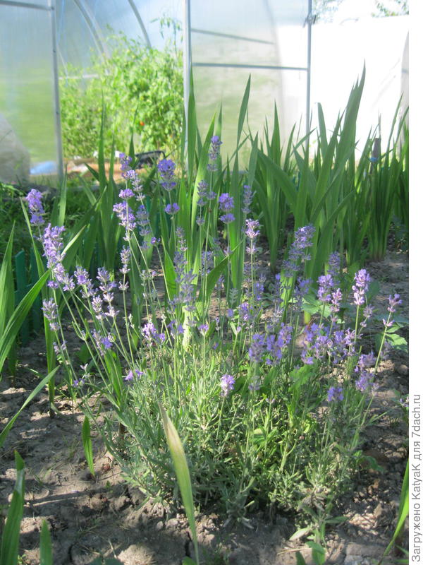 это самый скромный кустик