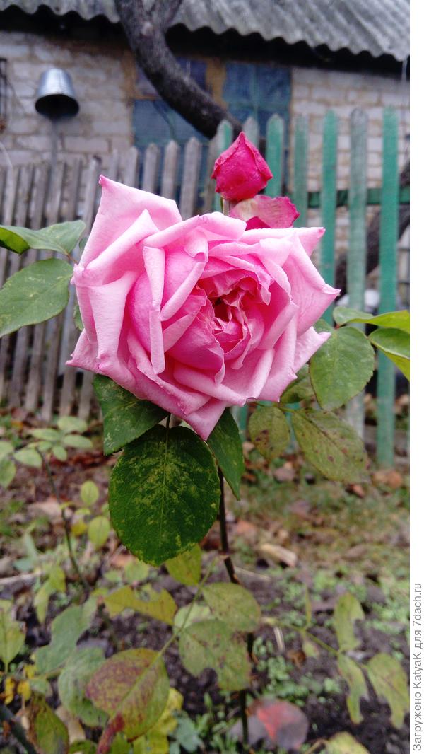 розочка осенняя