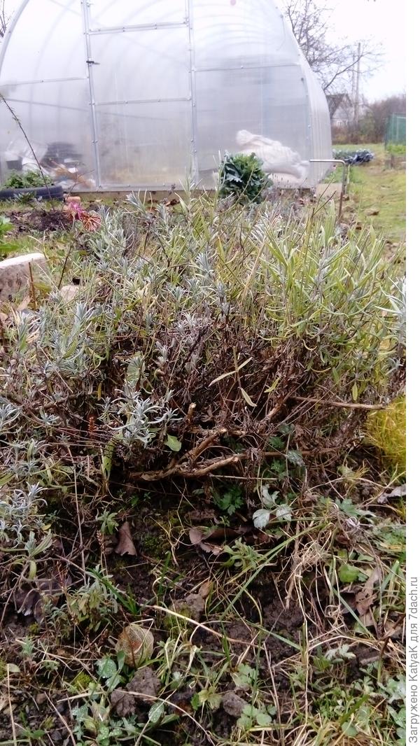 примерно вот так стригу не сильно