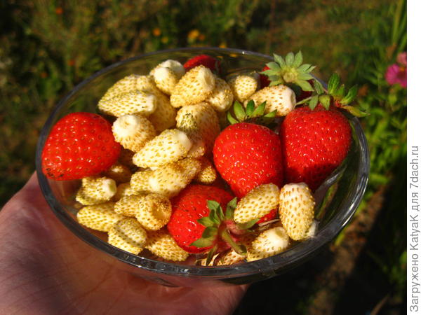 в миксе с Белоснежкой