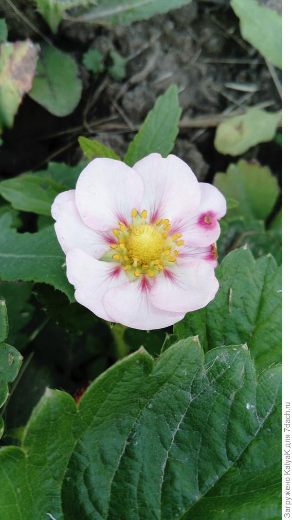 Московские зори