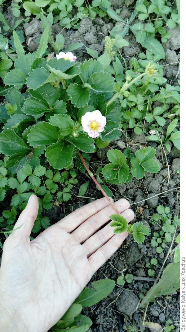 Московские зори