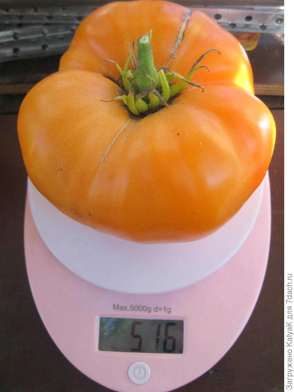 бизон оранжевый