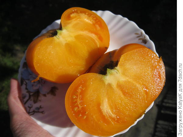 бизон оранжевый