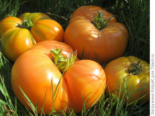 бизон оранжевый