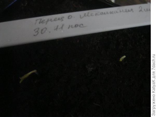 перец мексиканец