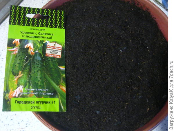 городской огурчик