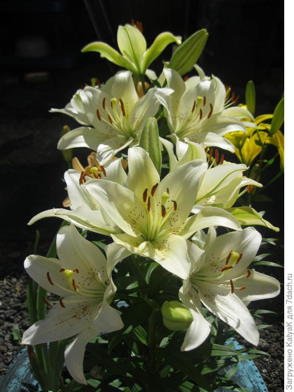 Лилии