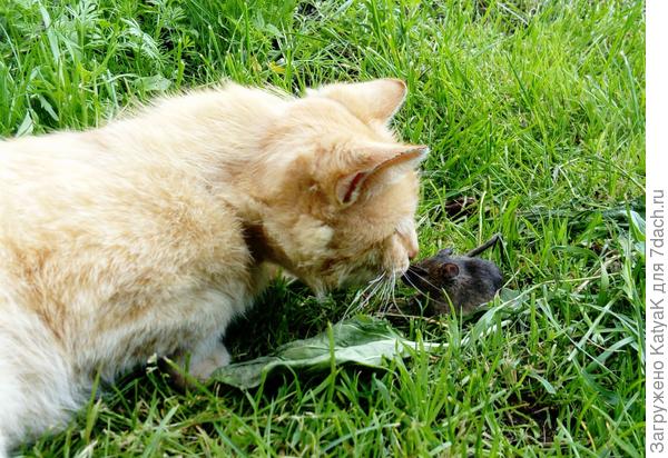 Ну здравствуй, Новый год!)))