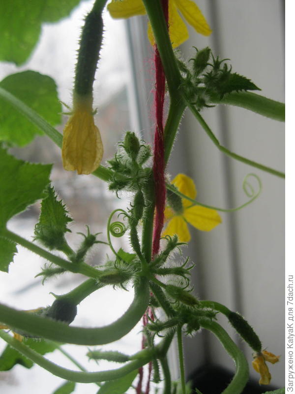 Городской огурчик