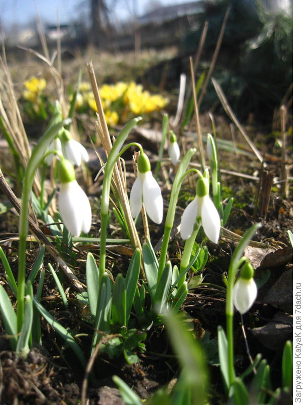 подснежники