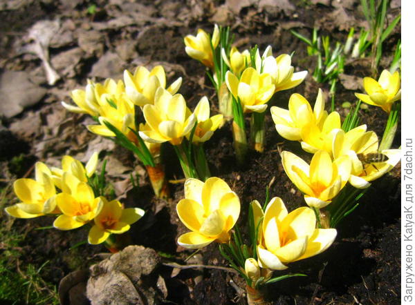 весенние цветы