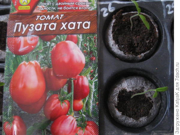 1 марта пузата хата1