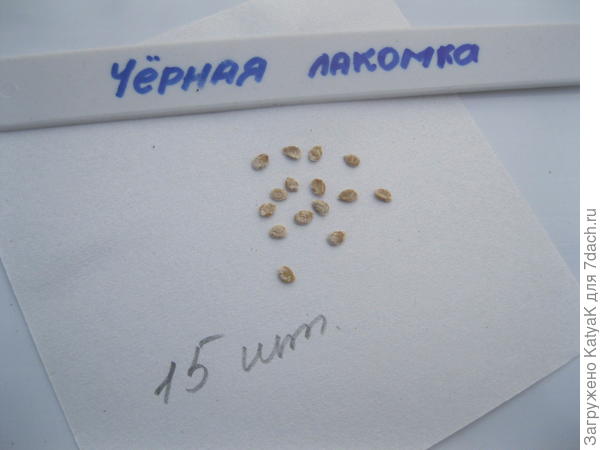 10 марта черная лакомка