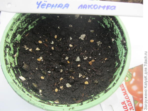 10 марта черная лакомка