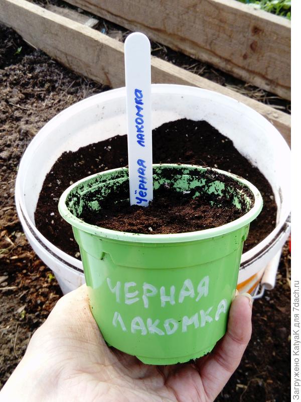 чл