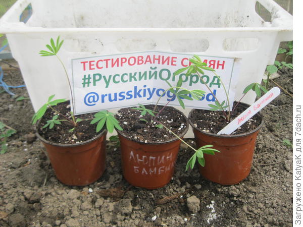 25.04