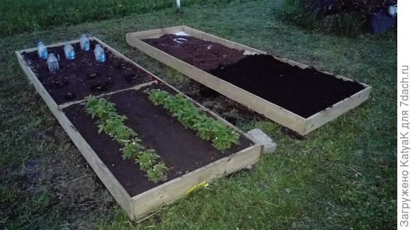 Земляника, капуста и грядка под острый перец