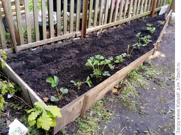 Клубника, огурцы, зелень и надо покрасить забор)