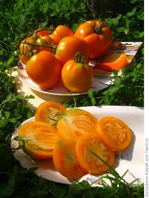 Оранжевое солнце