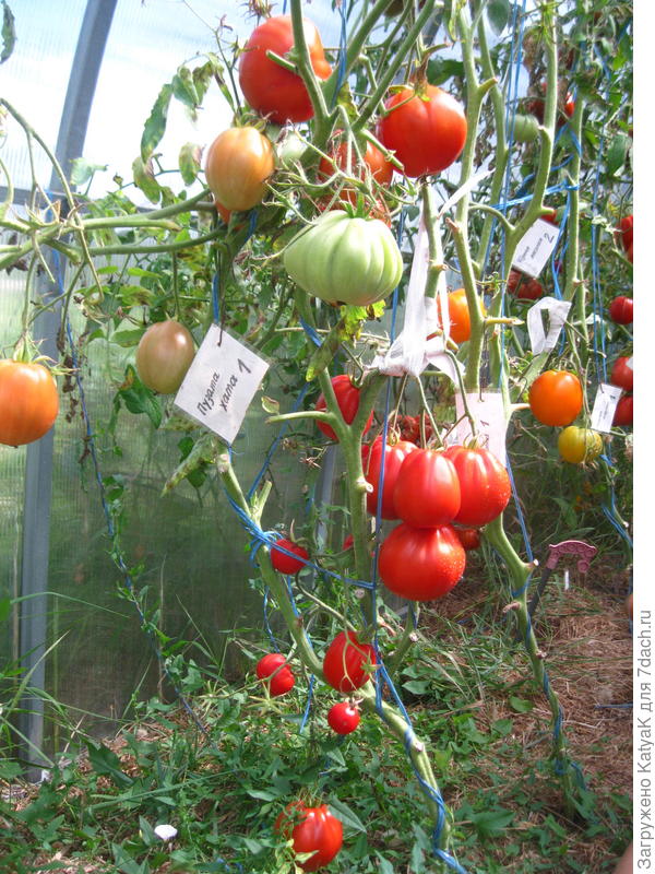 Пузата хата помидоры описание сорта отзывы садоводов. Томат Пузата хата. Томат Пузата хата характеристика.