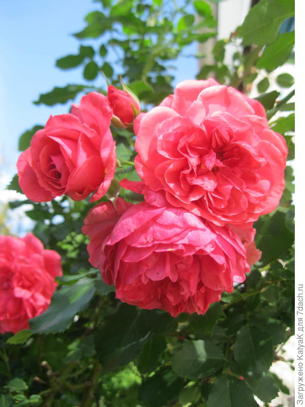 розочки победителям!