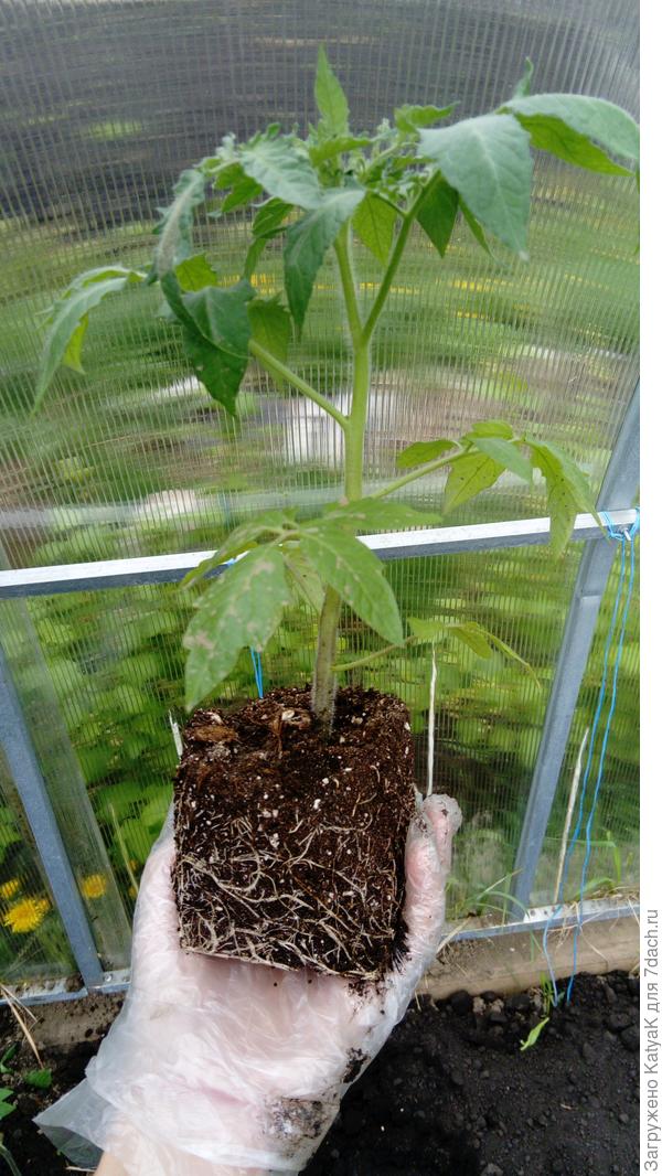 корневая хорошая