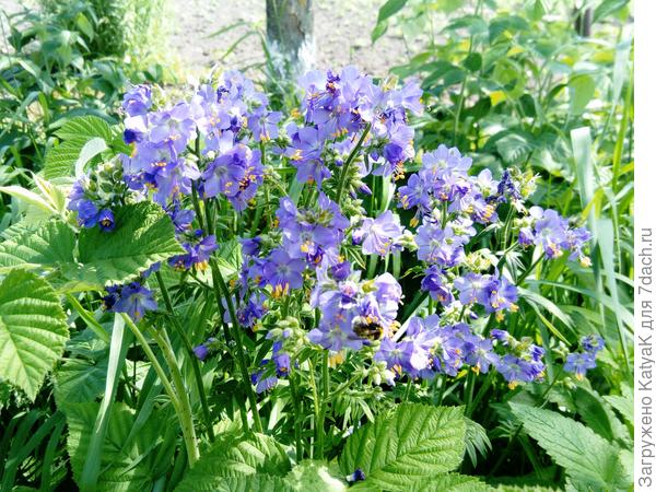 Синюха лекарственная