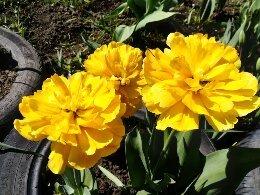 тюльпанчики