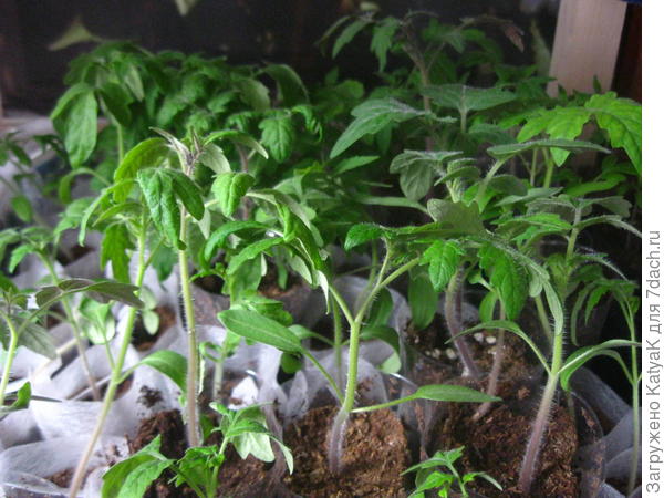 моя рассада, да- да, ей тесно и пора переваливать в бОльшие емкости