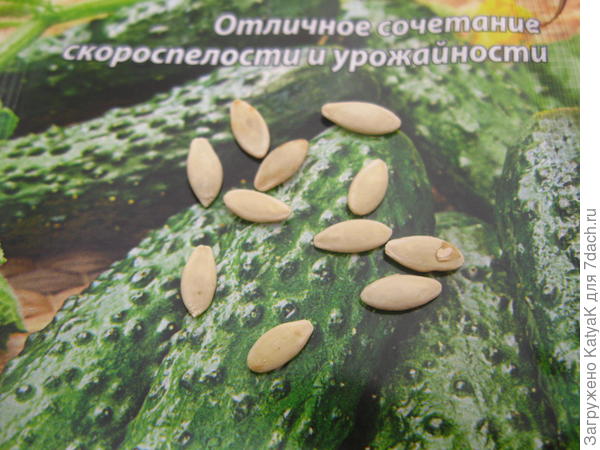 семена