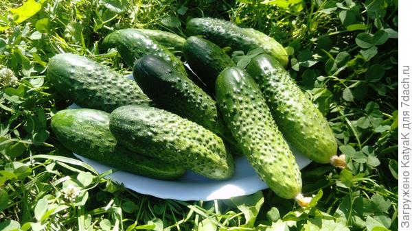 Огурчики Родня