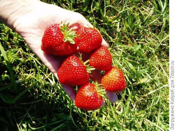 Лия сахарная