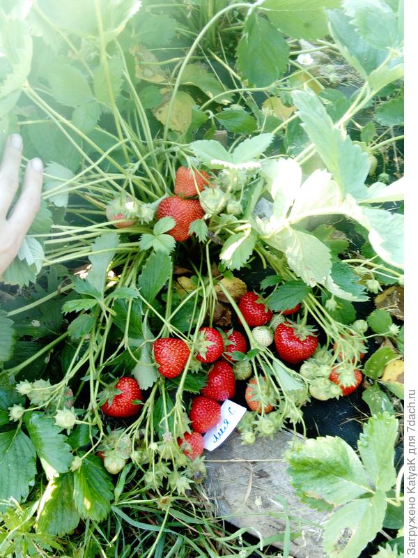 Лия сахарная