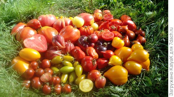 Томатный букет