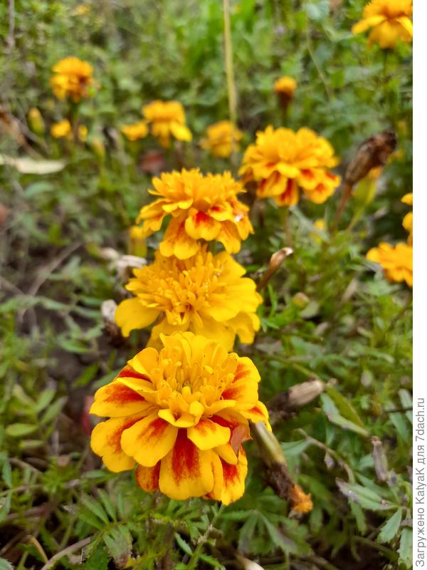 октябрьские