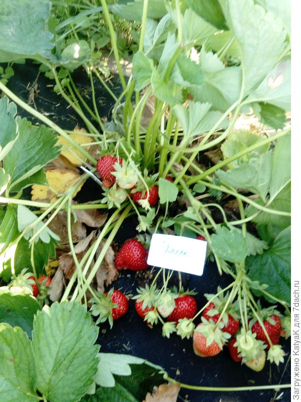 Никаких сорняков- только ягодки