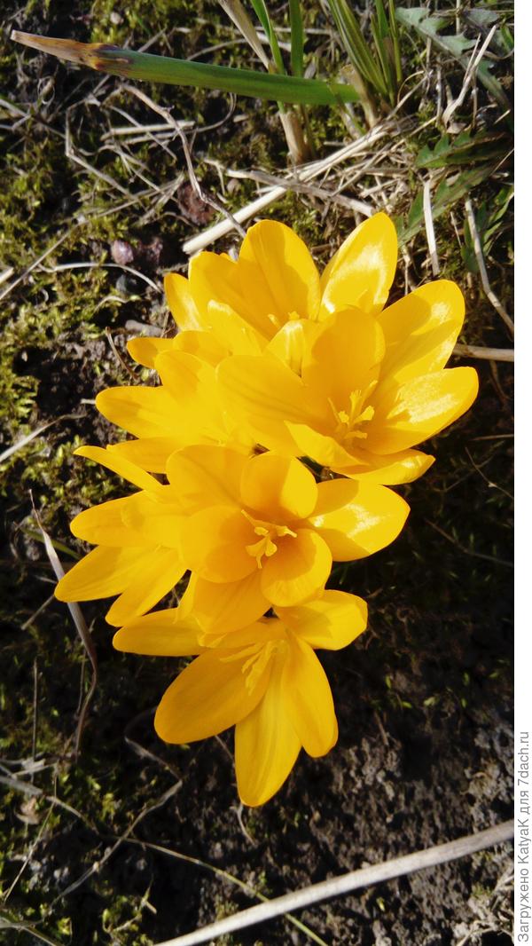 Весенние цветочки