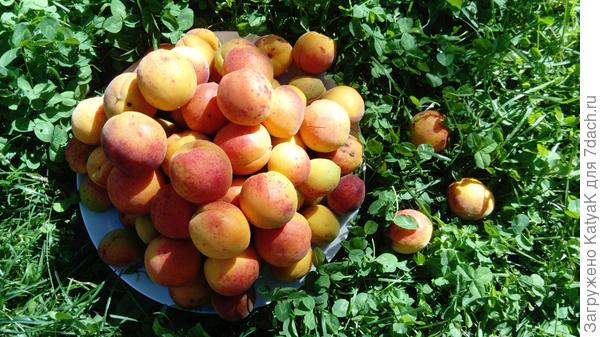 Орловская обл